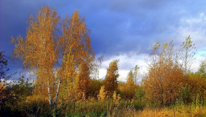 autumn in the woods