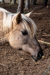 Fototapeta premium expressive horse face close up