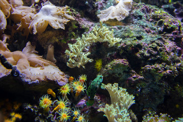 Naklejka na ściany i meble Ocellated Dragonet fish in aquarium