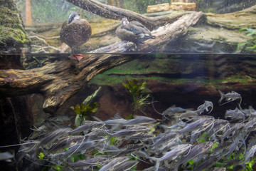 Polka-dot Catfish in aquarium