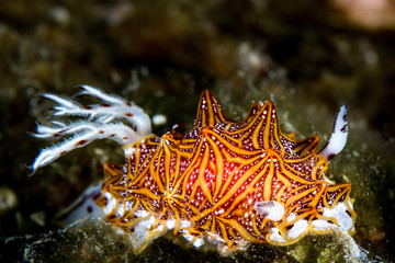 nudibranch