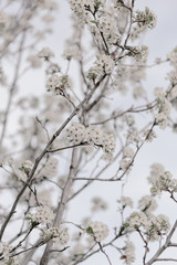 Blooming cherry sakura trees pink and white. Cherry blossoms. Denver city views during Spring time. Spring season. Beautiful bloom trees in park. Historical views. Pink and white petals on cherry tree