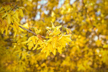 Forsythia bush yellow texture blossom spring flower background