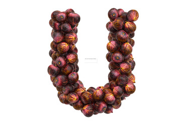 Letter U from common figs, 3D rendering