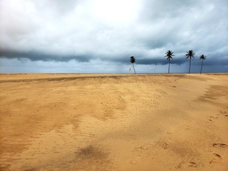 coqueiros no deserto, tempestade, natureza, deserto, aridez, vida
