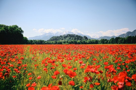 Red Flowers Blooming On Field