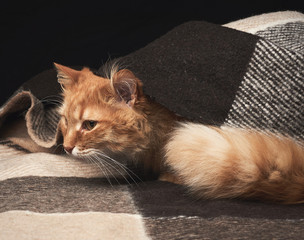 adult red cat with white mustache sits on a woolen blanket, dark background