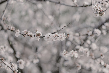 Blooming cherry sakura trees pink and white. Cherry blossoms. Denver city views during Spring time. Spring season. Beautiful bloom trees in park. Historical views. Pink and white petals on cherry tree