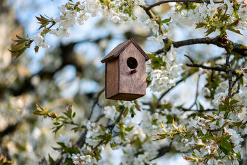 Birdhouse in spring with blossom cherryflower