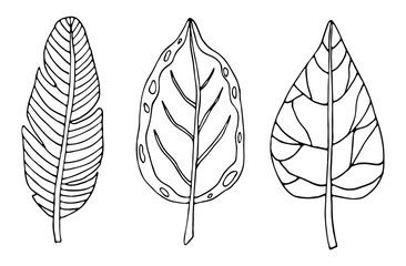 Tropical leaf line art. Hand drawing doodles leaf vector illustration. Minimalism art. Botanical modern decor.