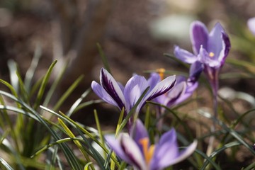Flower of a Crocus minimus
