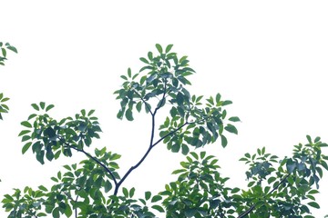 Tropical tree leaves on white isolated background for green foliage backdrop 