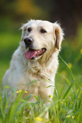 Portret of a smiling cute adult golden retriever looking on side, in green background nature