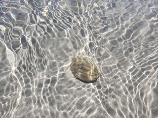 frutos do mar, corais, conchas, natureza, praia, água cristalina, vida marinha, 