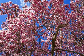 Pink flowers of a saucer magnolia tree in bloom in the spring © eqroy