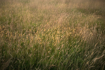 Obraz na płótnie Canvas grass in the wind