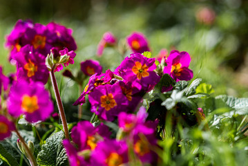 Premières fleurs de printemps