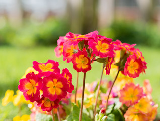 Premi&egrave;res fleurs de printemps