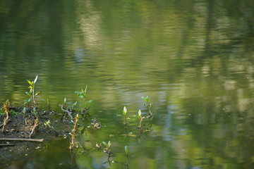 Sumpf und Wasser im Frühling mit Pflanzen