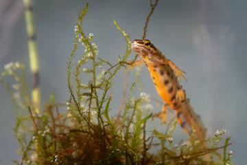 Smooth Newt - Lissotriton vulgaris or Triturus vulgaris captured under water in the small lagoon