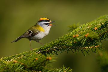 Firecrest - Regulus ignicapilla small forest bird with the yellow crest singing in the dark forest, very small passerine bird in the kinglet family