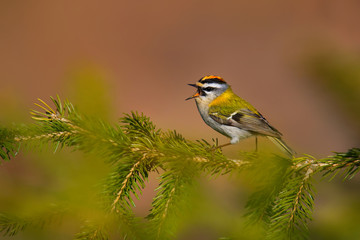 Firecrest - Regulus ignicapilla small forest bird with the yellow crest singing in the dark forest, very small passerine bird in the kinglet family