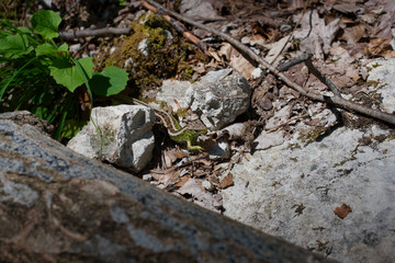 eine zauneidechse wärmt sich in der sonne an einem felsigen platz in den alpen