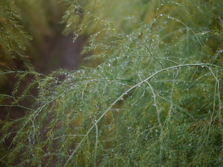 hochgeschossene Spargel-Buesche voller Regenwasser-Perlen