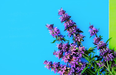 Purple flowers on bright blue background, spring plant concept with copy space.
