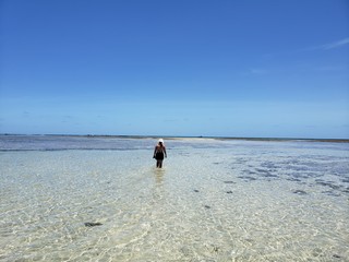 frutos do mar, corais, conchas, natureza, praia, &aacute;gua cristalina, vida marinha, 