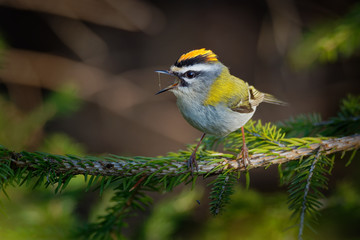Firecrest - Regulus ignicapilla with the yellow crest singing in the dark forest, very small passerine bird in the kinglet family