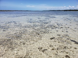 corais, maré baixa, praia, paraíso, natureza, vida, paisagem, animais, verão