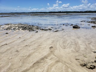 corais, maré baixa, praia, paraíso, natureza, vida, paisagem, animais, verão
