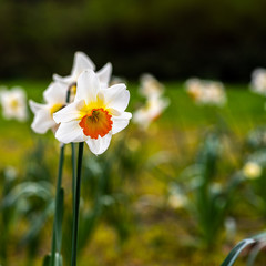 Premières fleurs de printemps