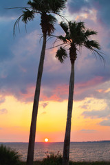 evening palm trees, palm trees, destin beach, pensacola beach, florida, evening, warm night,...