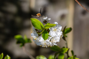 Dark-edged bee-fly, Bombylius major, feeding on cherry blossom