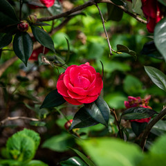 Premières fleurs de printemps