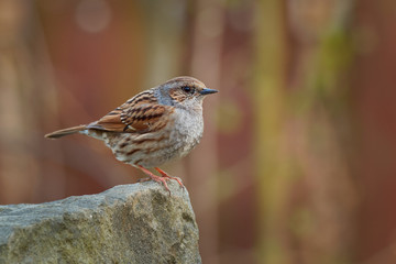 Dunnock - Prunella modularis is small passerine brown and grey or blue bird, found in Europe and Asian Russia, also called hedge accentor, hedge sparrow or hedge warbler