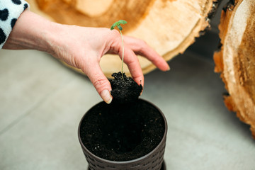 Baby cannabis transplantation from small pot to the bigger one.