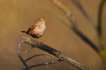 Eurasian Wren (Troglodytes troglodytes) singing on the branch, very small brown bird, the only member of the wren family Troglodytidae found in Eurasia and Africa (Maghreb)