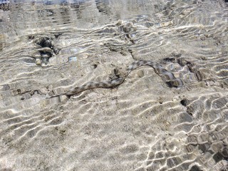 cobra marinha, animais, vida marinha, natureza, praia, maré baixa, água cristalina