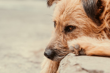 Homeless Abandoned Stray Dog with Sad Eyes