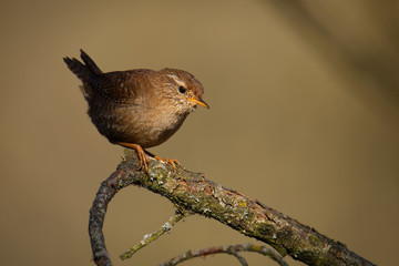Eurasian Wren (Troglodytes troglodytes) singing on the branch, very small brown bird, the only member of the wren family Troglodytidae found in Eurasia and Africa (Maghreb)
