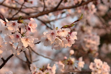 桜の花びら