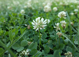 Clover Bloom Field