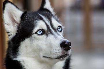 Siberian Husky