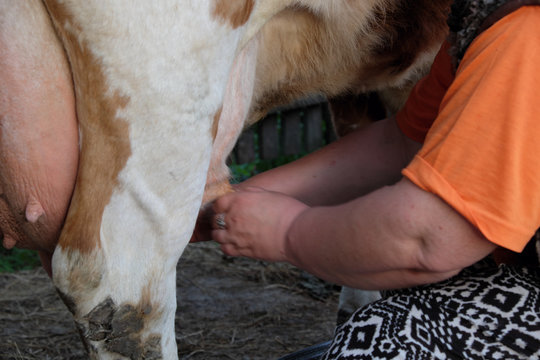 Women Milked Like Cow