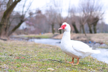 muscovy duck