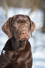 Dog labrador retriever chocolate in winter outdoor