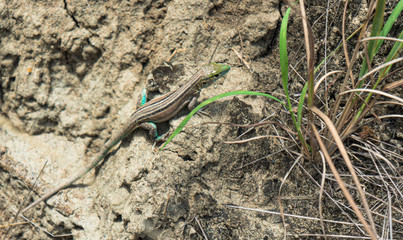 lizard on the stone, tatacoa desert, Colombia Huila